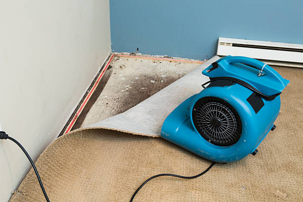 Best Professional water damage repair  in Wartburg, TN